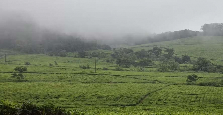 Entenda os efeitos do La Niña sobre a agricultura do Brasil na safra 2024/25 — Foto: Pixabay