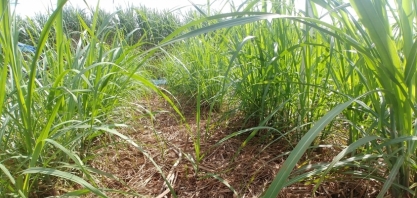 Projeto em rede de universidades federais busca uso de resíduos da cana-de-açúcar no combate a plantas daninhas