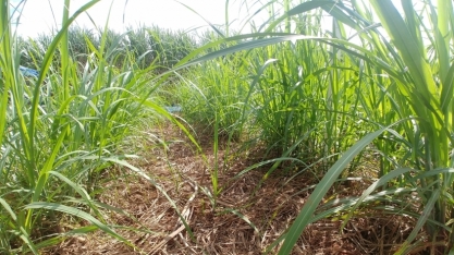 Projeto em rede de universidades federais busca uso de resíduos da cana-de-açúcar no combate a plantas daninhas