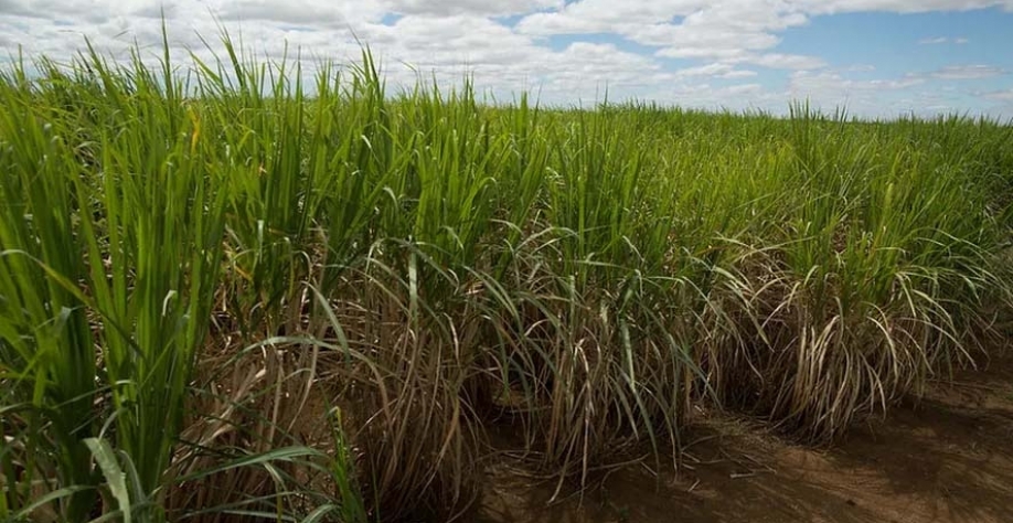 Na safra 2023/24, Usina São Domingos fez a moagem de 2,8 milhões de toneladas de cana-de-açúcar — Foto: Wenderson Araujo/CNA