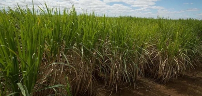 Usina São Domingos capta R$ 120 milhões em debêntures incentivadas