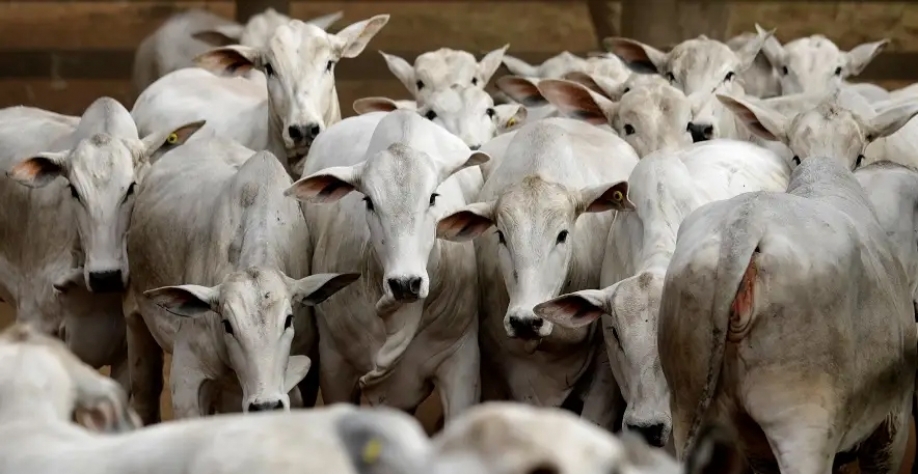 Gado da raça Zebu em fazenda em Paulínia 30/06/2017 REUTERS/Paulo Whitaker