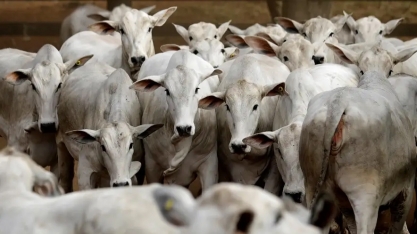 JBS fornece resíduo animal para produzir combustível renovável de aviação no exterior