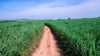 Nuseed aborda inovações para a produção de cana em ambientes restritivos em evento do IAC