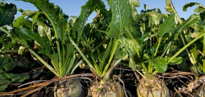 Datagro: aumento na área plantada com beterraba na UE deverá mais que compensar os impactos da má condição climática na região