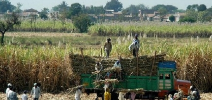Índia: grãos ultrapassam a cana como principal matéria-prima na produção de etanol