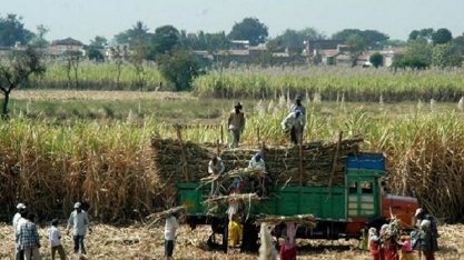 Índia: grãos ultrapassam a cana como principal matéria-prima na produção de etanol