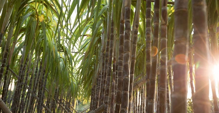 O BRCana permite a redução da suscetibilidade ao aumento da frequência e intensidade das secas ocasionadas pela mudança climática global. Foto: Envato