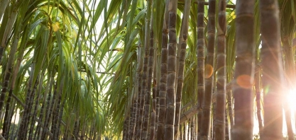 Pesquisa valida método de irrigação de cana como estratégia às mudanças climáticas