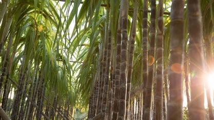 Pesquisa valida método de irrigação de cana como estratégia às mudanças climáticas