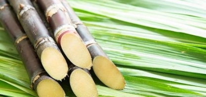 Participação da cana-de-açúcar na oferta de energia do Brasil alcançou 17% em 2023