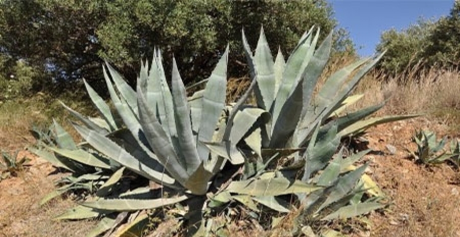 O agave é um tipo de suculenta muito comum no México e no Nordeste brasileiro (foto: Marc Ryckaert/Wikimedia Commons)
