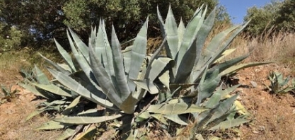 Levedura geneticamente modificada permite converter agave em etanol
