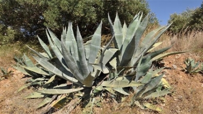 Levedura geneticamente modificada permite converter agave em etanol