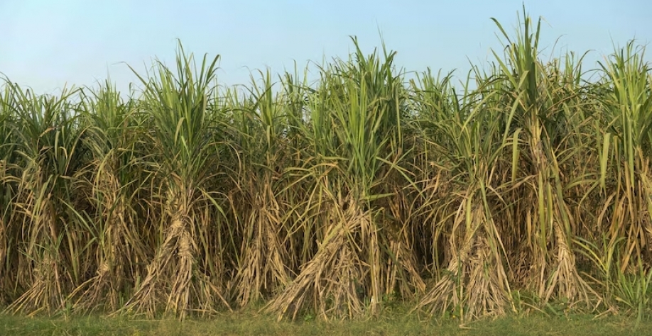 La Niña pode provocar secas no Brasil e aumentar as chuvas na África e na Ásia |Fenômeno ameaça atrasar as chuvas que normalmente ocorrem em setembro e no início de outubro nas regiões produtoras de cana-de-açúcar. (Bloomberg/Prakash Singh)