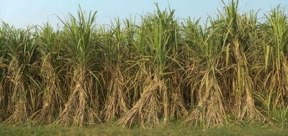 Volta do La Niña nos próximos meses é ameaça de estiagem em parte do Brasil