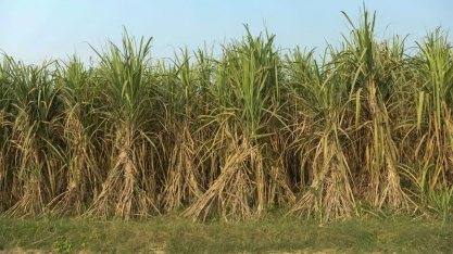 Volta do La Niña nos próximos meses é ameaça de estiagem em parte do Brasil