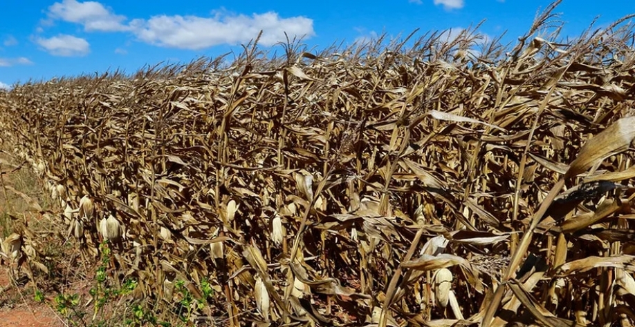 A produtividade do milho safrinha em MS é prevista em 69,77 sacas por hectare, indicando uma retração de 30,7%. — Foto: Wenderson Araujo/CNA