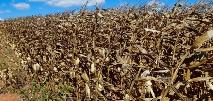 Tempo seco reduz potencial produtivo do milho em Mato Grosso do Sul