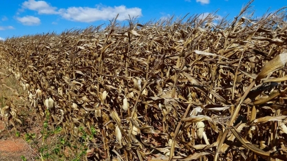 Tempo seco reduz potencial produtivo do milho em Mato Grosso do Sul
