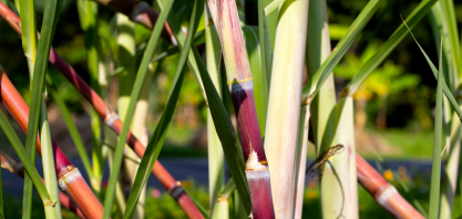 Principal fonte primária de energia renovável, cana-de-açúcar supera sozinha média mundial de renovabilidade na matriz energética