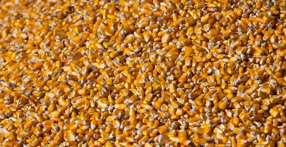 Isenção dos tributos sobre os coprotudos do etanol de milho gerariam uma renúncia fiscal de R$ 43,087 milhões neste ano — Foto: Wenderson Araujo/CNA