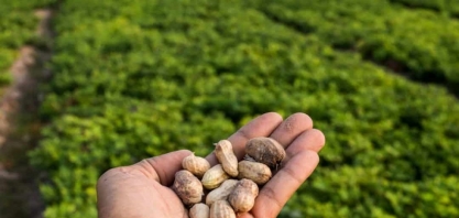 Cooperativa aposta no cultivo do amendoim no agreste alagoano