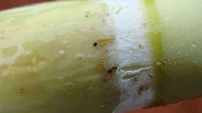 Inseto de meio centímetro provoca prejuízo de R$ 8 bilhões em canaviais