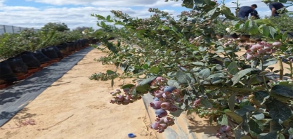Irrigação localizada auxilia no cultivo do Blueberry (mirtilo) no sertão nordestino