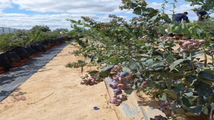 Irrigação localizada auxilia no cultivo do Blueberry (mirtilo) no sertão nordestino