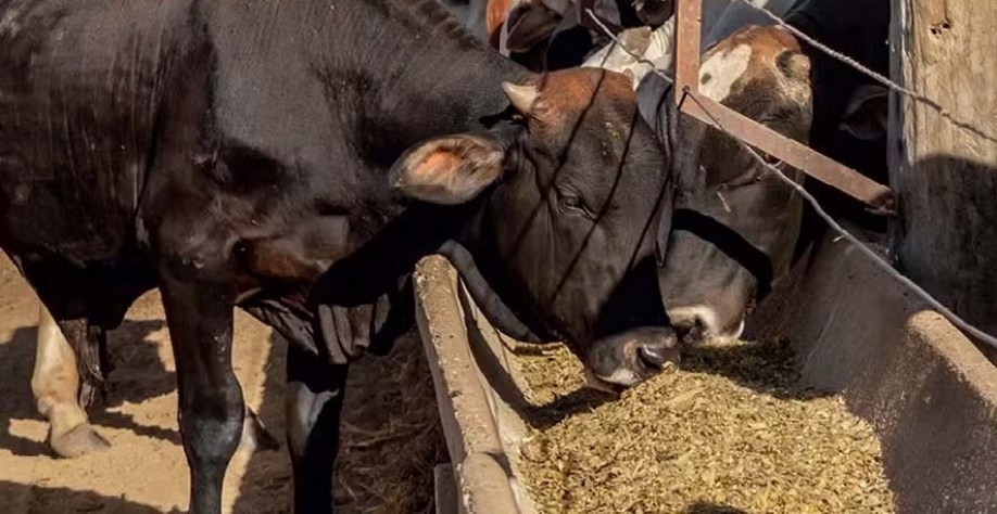 Na temporada 2023/24, a produção de DDG, que é usado para ração animal, somou 3,04 milhões de toneladas — Foto: Rogerio Albuquerque