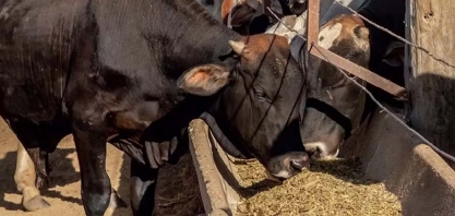 Produção de DDG deve crescer 31,6% na safra 2024/25, estima Unem