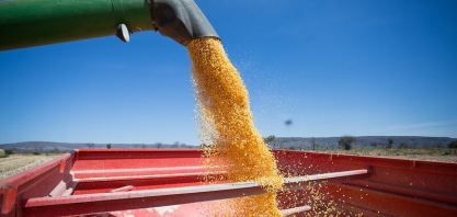 Campo Futuro analisa produção de eucalipto, tilápia, mandioca, cana, borracha natural, suínos e grãos