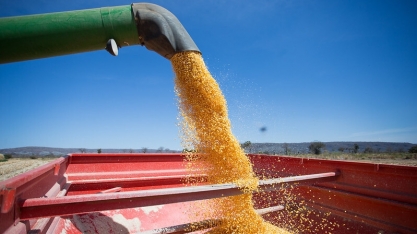 Campo Futuro analisa produção de eucalipto, tilápia, mandioca, cana, borracha natural, suínos e grãos