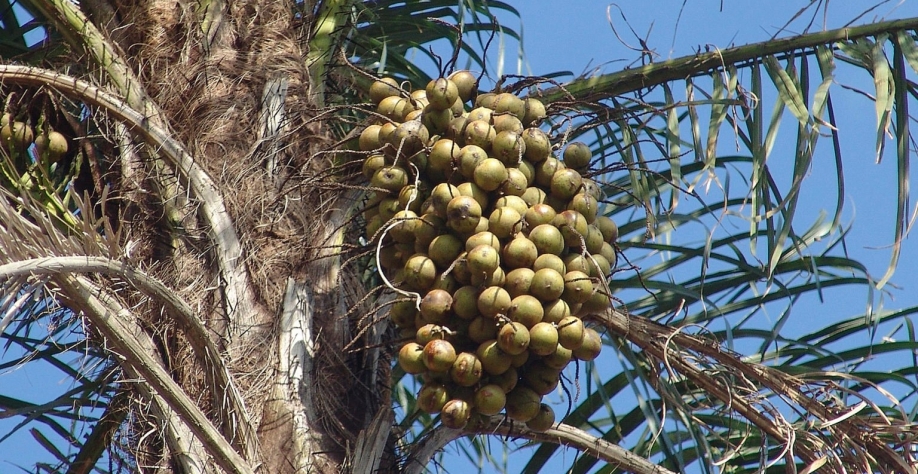 Cultivo da Macaúba (Foto: José Reynaldo da Fonsec/One Work/Wiki Commons)