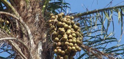 Governo publica regulamentação de novas regras do Selo Biocombustível Social