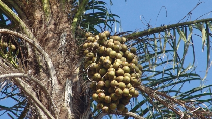 Governo publica regulamentação de novas regras do Selo Biocombustível Social
