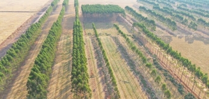 Sinop: Embrapa divulga resultados após 12 anos de pesquisa em sistemas lavoura-pecuária-floresta