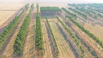 Sinop: Embrapa divulga resultados após 12 anos de pesquisa em sistemas lavoura-pecuária-floresta