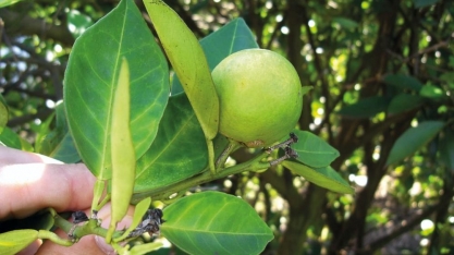 Citricultura – Faltando cinco dias para final do prazo, cerca de 55% das propriedades paulistas já entregaram o relatório Cancro/Greening