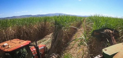 Consecana anuncia estudos de revisão no setor de cana em SP