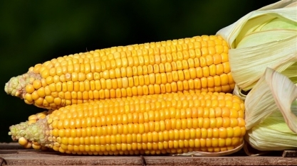 Biotecnologia potencializa produção de milho e etanol