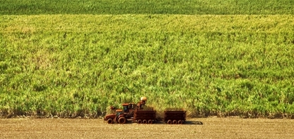 Moagem de cana cresce 20% na primeira quinzena de junho