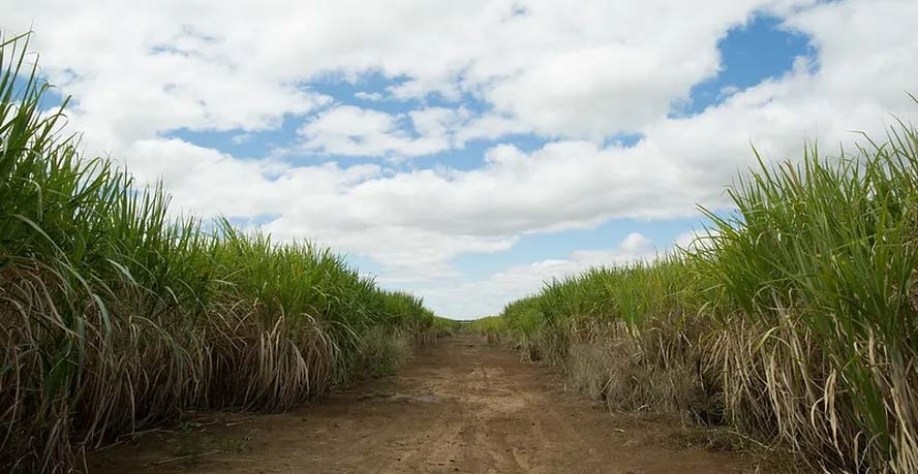 Nas lavouras de cana, a falta de chuvas faz com que produtores e fornecedores da indústria estejam de olho na finalização do ciclo no Brasil — Foto: Wenderson Araujo/CNA