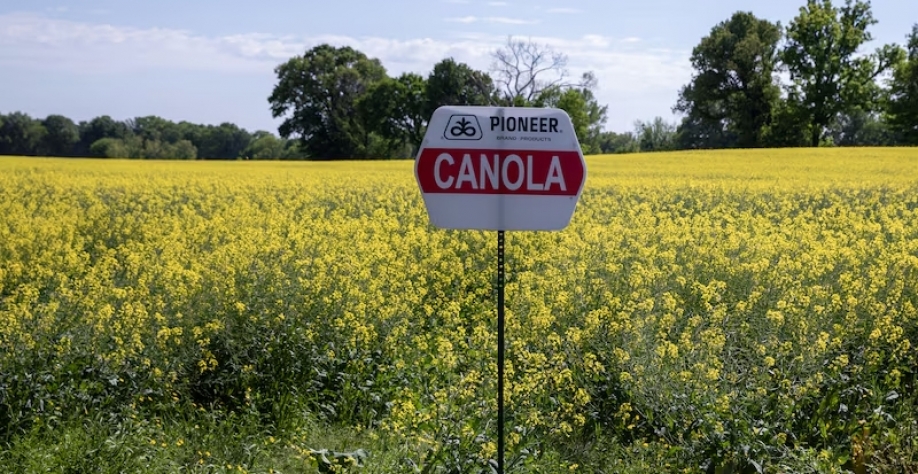 Como a canola se tornou a nova aposta para o setor de biocombustíveis nos EUA |Piloto das empresas Chevron, Bunge e Corteva promoveu o cultivo de 5.000 acres de canola nos EUA(Photographer: Ariel Cobbert/Bloo/Ariel Cobbert)