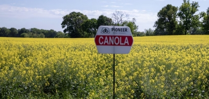 Como a canola se tornou a nova aposta para o setor de biocombustíveis nos EUA
