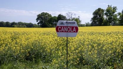 Como a canola se tornou a nova aposta para o setor de biocombustíveis nos EUA