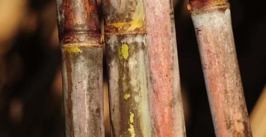 Seca afeta qualidade dos pés de cana — Foto: Globo Rural