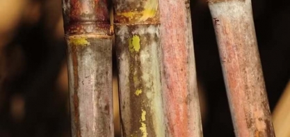 Tempo seco afeta safra de cana no Centro-Sul