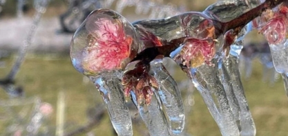 Produtores apontam resultados com tecnologia que utiliza água para minimizar prejuízos causados por geadas